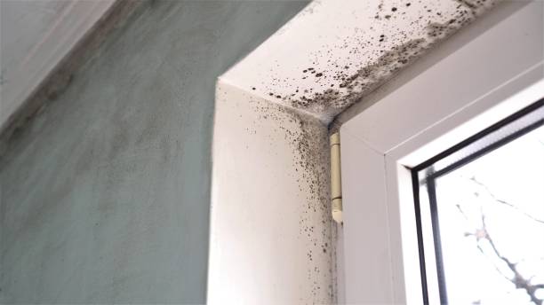 Best Mold Remediation for Healthcare Facilities  in Grand Ronde, OR