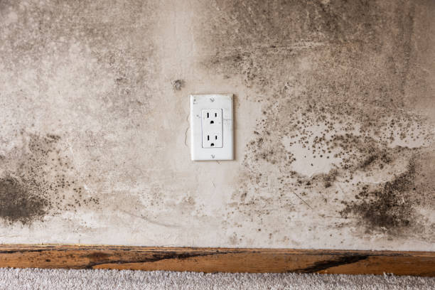 Grand Ronde, OR Mold Removal Company