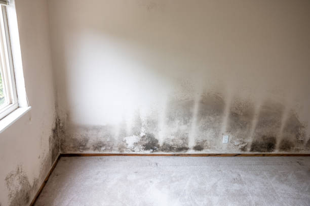 Best Mold Damage Restoration  in Grand Ronde, OR