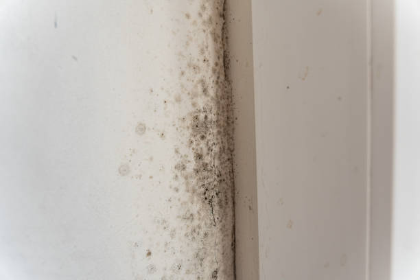 Best Dehumidification Services  in Grand Ronde, OR