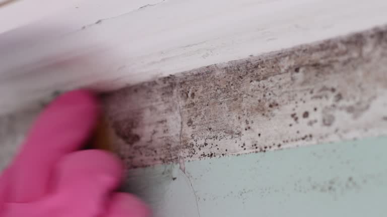 Best Basement Mold Removal  in Grand Ronde, OR